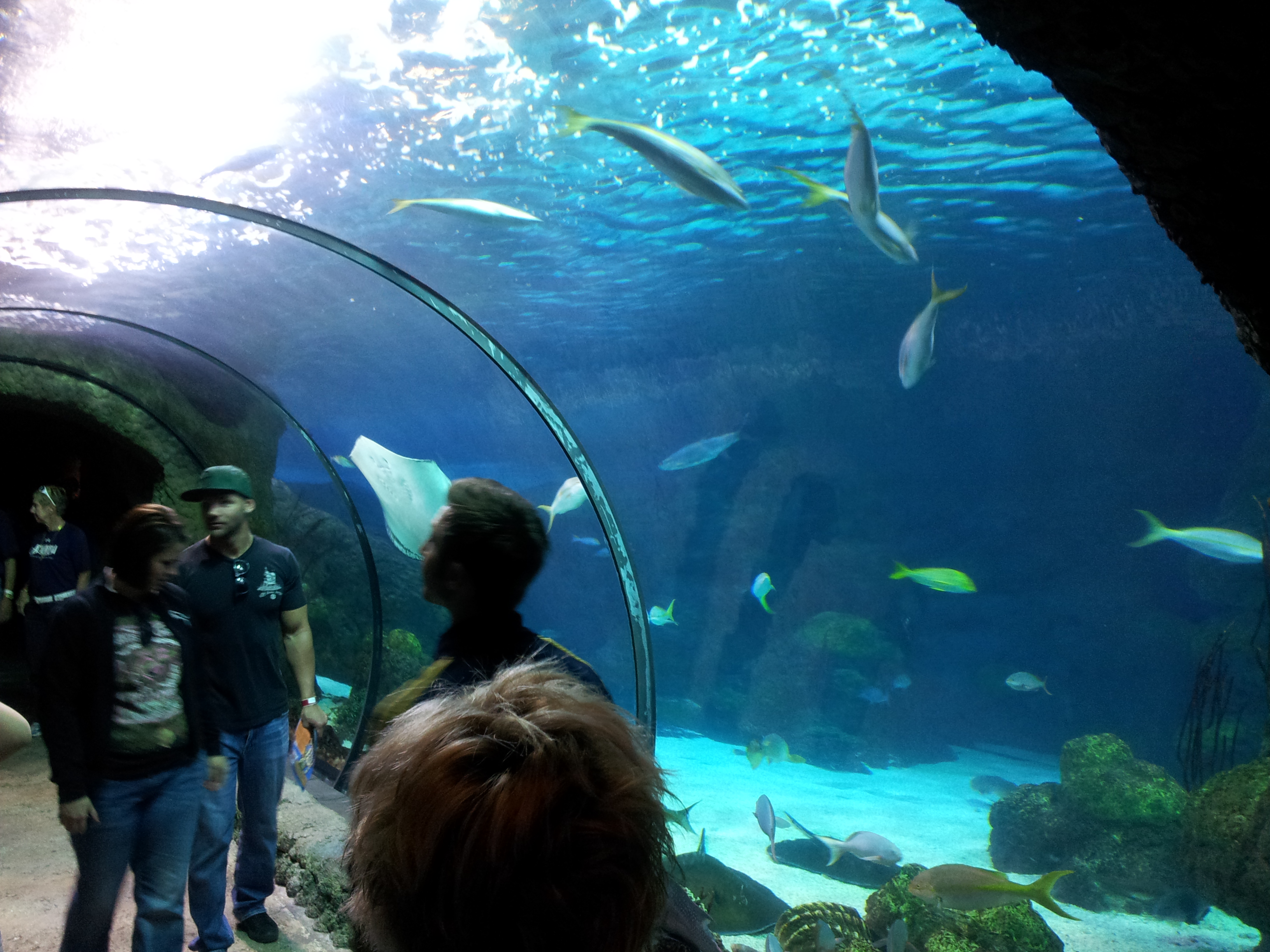 The Denver Aquarium in Photos and Videos